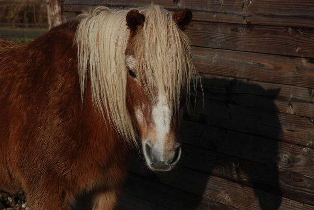 chevaux