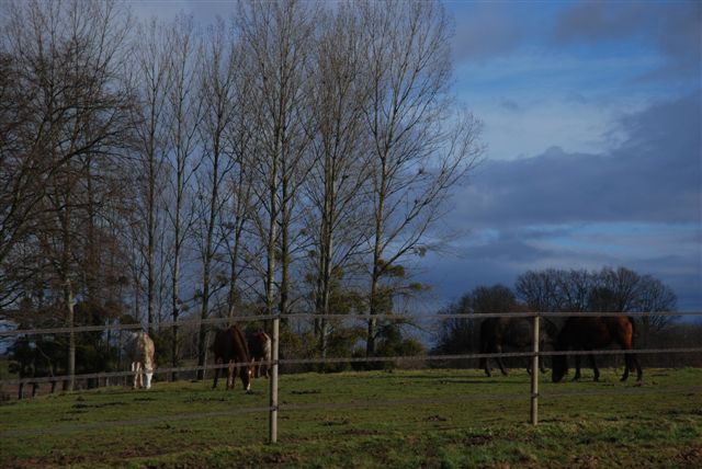 chevaux